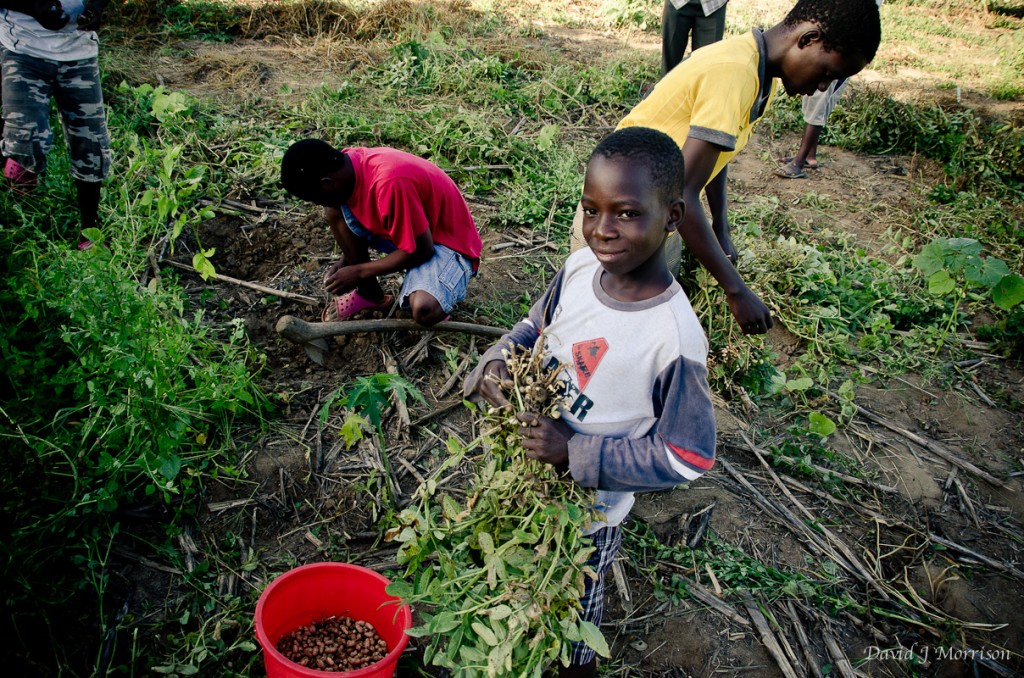 2 Harvesting groundnuts