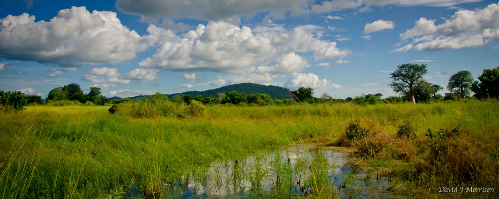 Iris pond