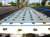aquaponic-fish-farm-growing-vegetables-on-foam