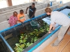 aquaponic-fish-farm