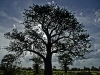 the-glory-of-the-baobab-tree