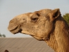 camel