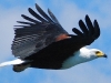 fish-eagle-soars-above-me-at-lake-malawi