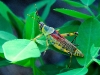 zonocerus-elegans-grasshopper