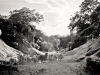 cows-drinking-in-little-pool-at-bangula-gorge