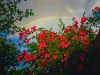 flowers-on-iris-base-under-rainbow