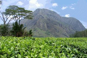 1-tea-field-mulanje