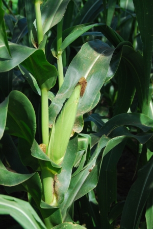 iris-garden-maize