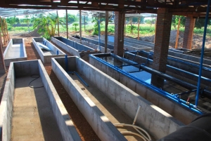 q-aquaponic-fish-farm-at-iris-africa-base-in-bangula