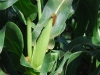 iris-garden-maize