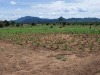 pix6-the-green-but-struggling-fields-of-maize
